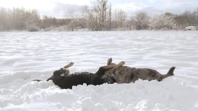 在阳光明媚的冬日，两只混种狗在雪原上玩耍。一只黑色斑点的狗正在玩耍。从避难所概念中采纳。流浪狗。小狗