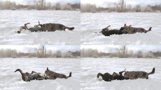 在阳光明媚的冬日，两只混种狗在雪原上玩耍。一只黑色斑点的狗正在玩耍。从避难所概念中采纳。流浪狗。小狗