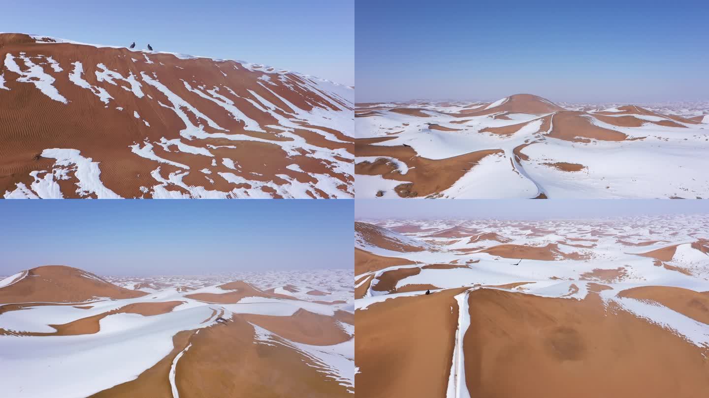 沙漠 雪地 猛禽 赢 飞翔 起飞 雪地