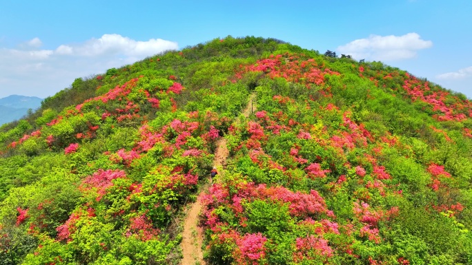 航拍浙江杭州桐庐杜鹃花 春色 乡村美景