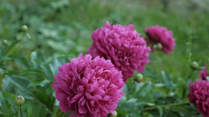 美丽的牡丹花在花园里，特写