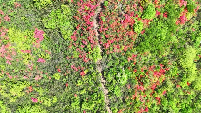 航拍浙江杭州桐庐杜鹃花 春色 乡村美景