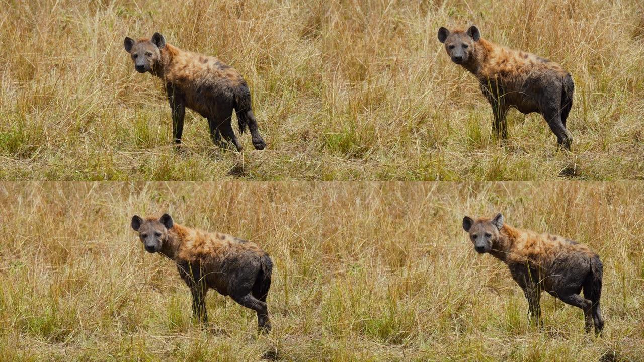 鬣狗站在野生动物保护区的草原上