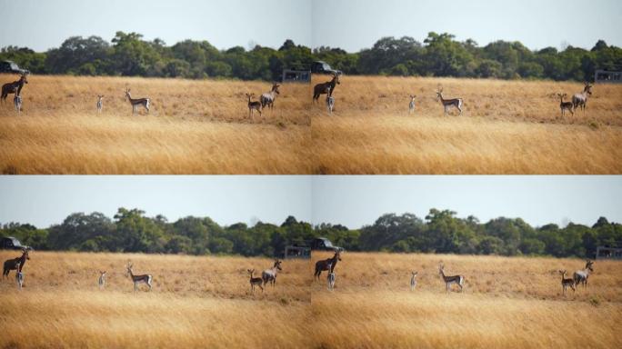 草地上的黑斑羚SLO MO组。猎豹猎杀黑斑羚。