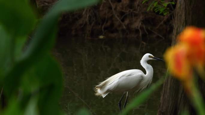 白鹭 环保 保护动物 湖面 鸟群 鸟吃鱼
