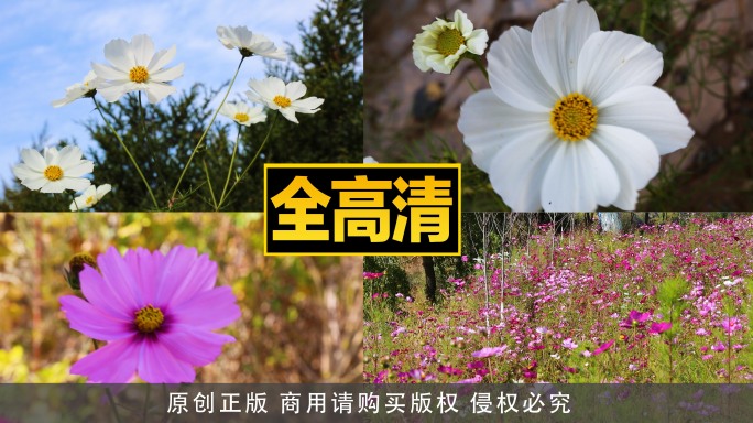 格桑花