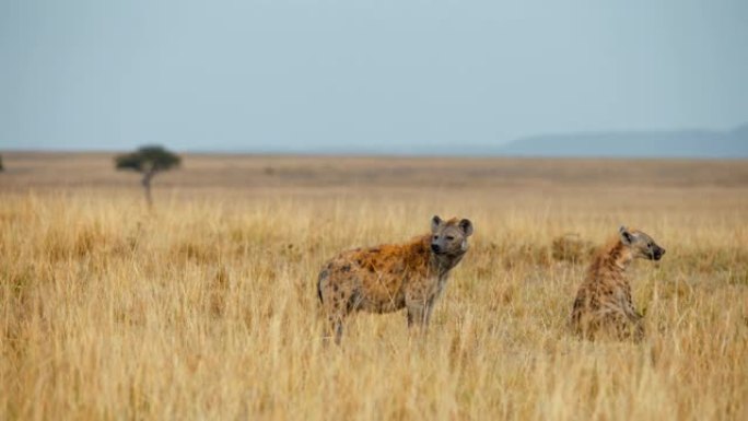 野生动物保护区草原上的鬣狗