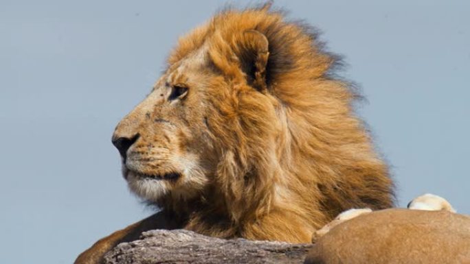 成年野生非洲狮子脸特写。狮子在马赛马拉国家保护区放松时看着远处