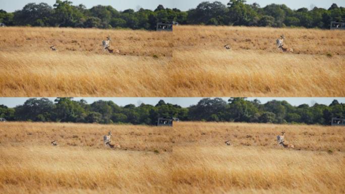 慢动作黑斑羚家族在草地上休息。猎豹猎杀黑斑羚。
