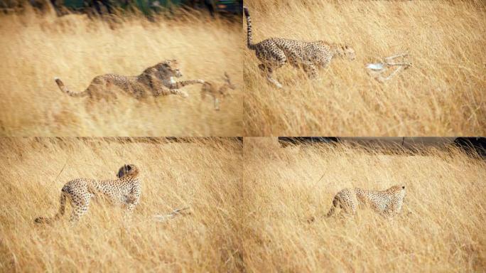 慢动作猎豹在草原上猎杀黑斑羚幼崽
