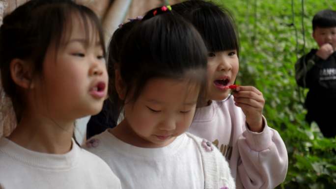 儿童采摘草莓 乡村游