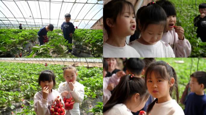 儿童采摘草莓 乡村游