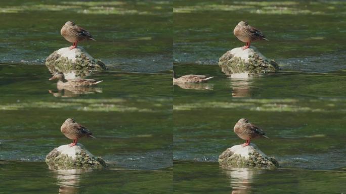 乌纳河上的野鸭