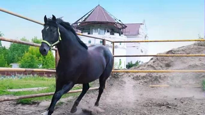 顽固的黑马在开阔的天空下的围场中奔腾。这匹马表现出他的脾气