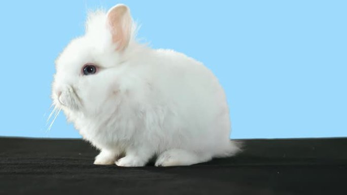 黑色地毯上的白色兔子。