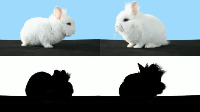 黑色地毯上的白色兔子。