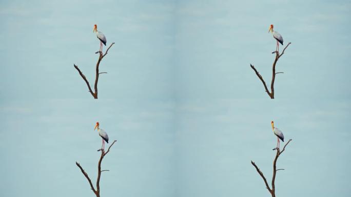 黄嘴鹳栖息在马赛马拉国家保护区的树枝上环顾四周
