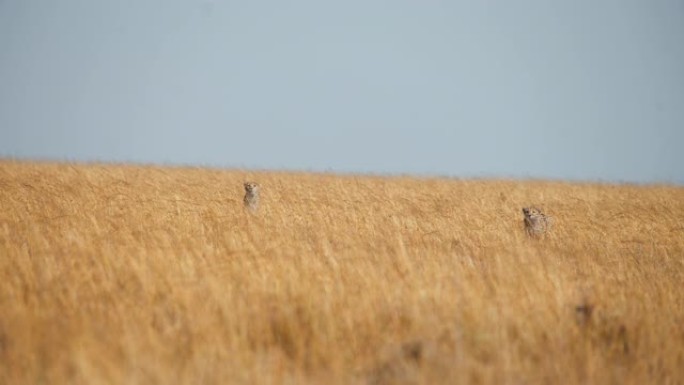 慢动作野生非洲猎豹在草原上小心翼翼地寻找猎物。猎豹猎杀黑斑羚。狩猎模式。