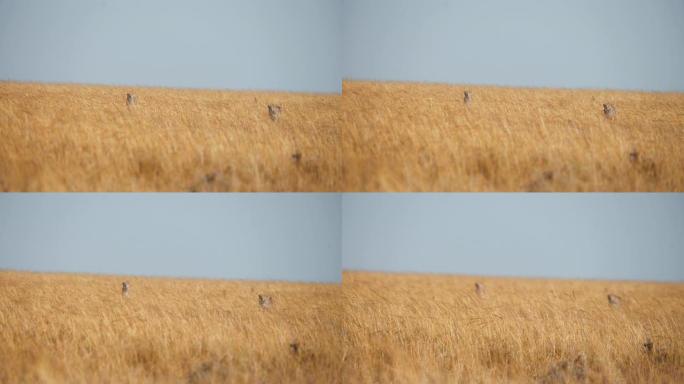 慢动作野生非洲猎豹在草原上小心翼翼地寻找猎物。猎豹猎杀黑斑羚。狩猎模式。