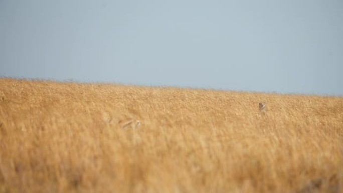 慢动作野生非洲猎豹小心翼翼地走过田野，攻击草原上的黑斑羚幼崽。猎豹猎杀黑斑羚。