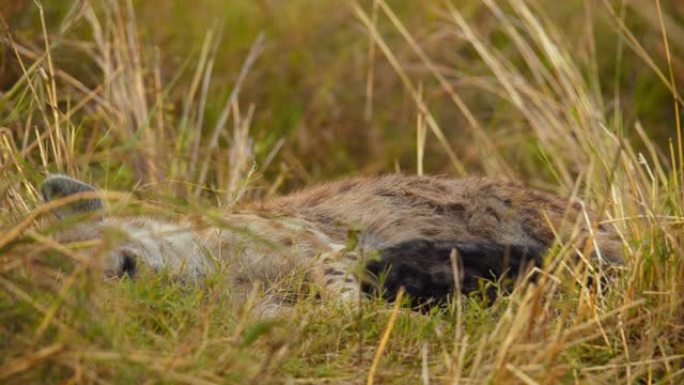 鬣狗躺在野生动物保护区的草地上喂养幼崽