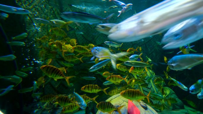 鱼群 海洋馆 水族馆 海底世界