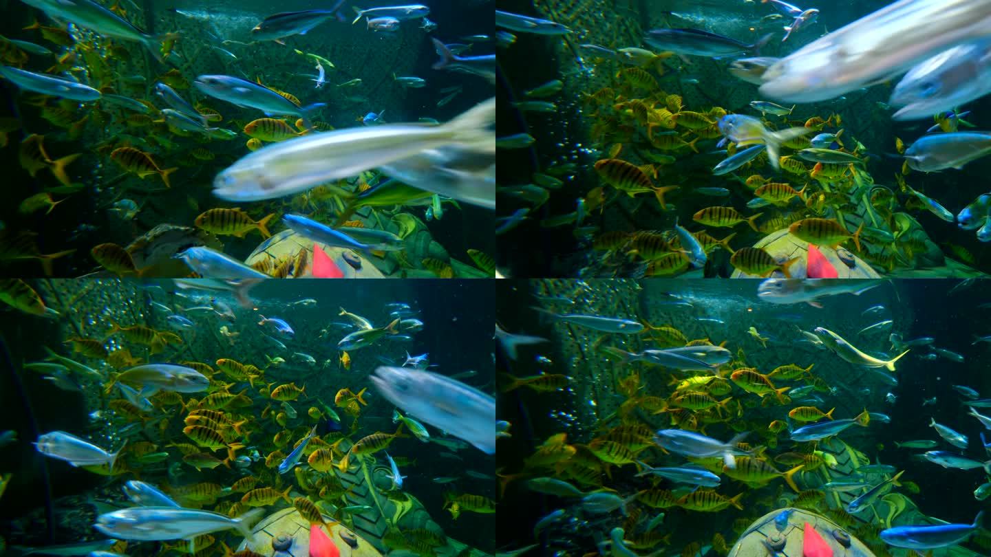 鱼群 海洋馆 水族馆 海底世界