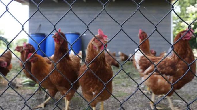 鸡舍篱笆后面村庄农场里的好奇鸡