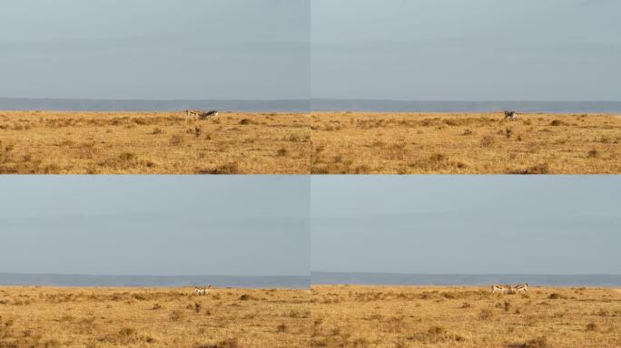 愤怒的瞪羚在马赛马拉国家保护区的景观上战斗