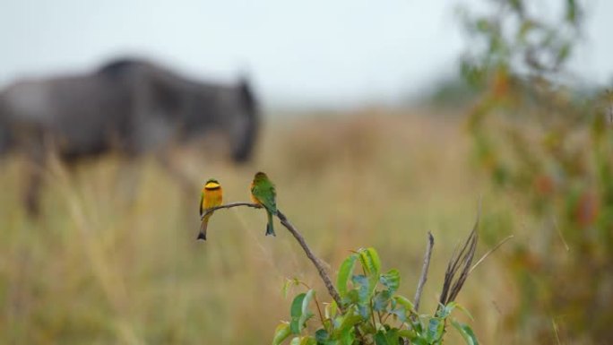SLO MO一对小食蜂鸟栖息在植物上，牛羚在背景中行走
