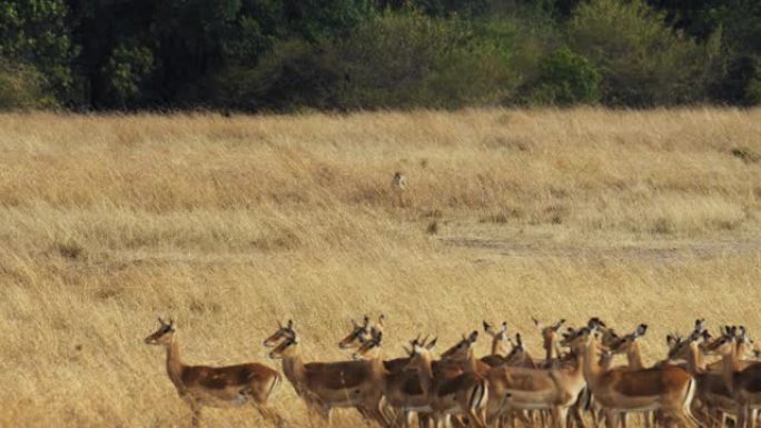 慢动作猎豹缓慢接近野生动物保护区草原上的黑斑羚群。狩猎模式
