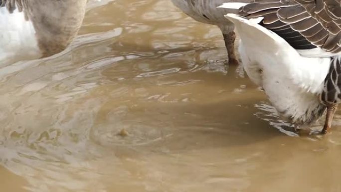 鹅在池塘里进食的特写，鹅被喂食的方式，