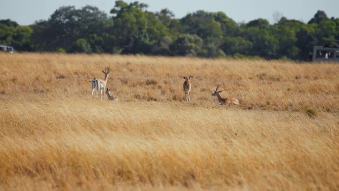 在非洲野生动物保护区和平放牧的黑斑羚群。