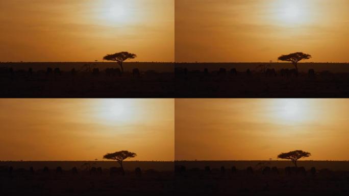 剪影牛羚在日落时在萨凡纳的天空上放牧