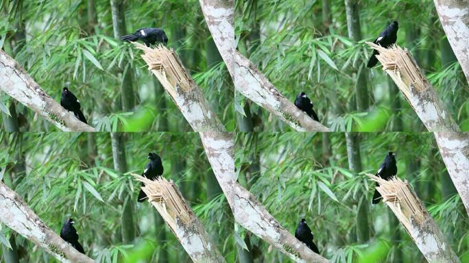 稀有鸟类: 成年的一对黑喜鹊 (Platysmurus leucopterus)，坐在泰国南部雨林的