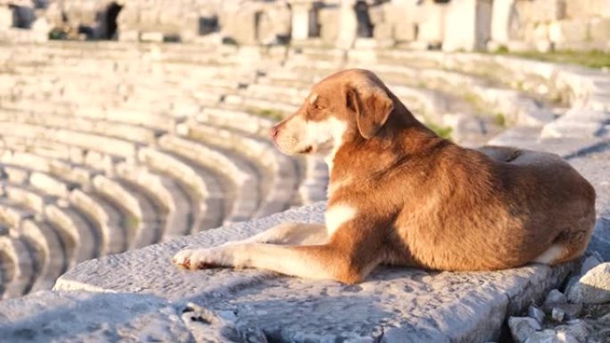 狗躺在古代剧院