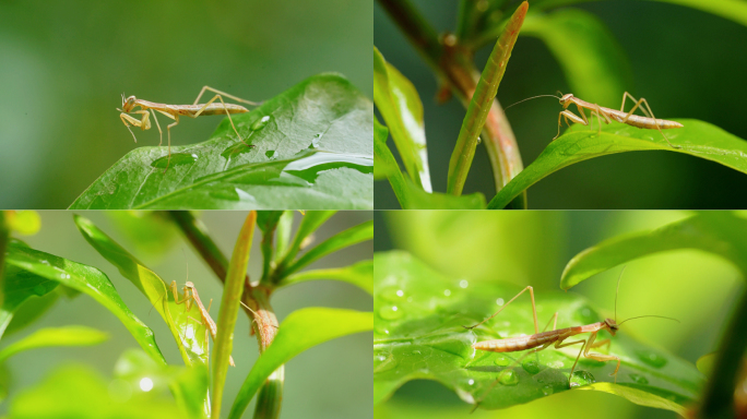 螳螂 昆虫 自然