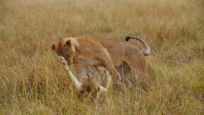狮子捕食狩猎练习。母狮在野生动物保护区的草地上惊吓和玩耍