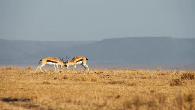 SLO MO Thomson的瞪羚在马赛马拉国家保护区的大草原上与角搏斗