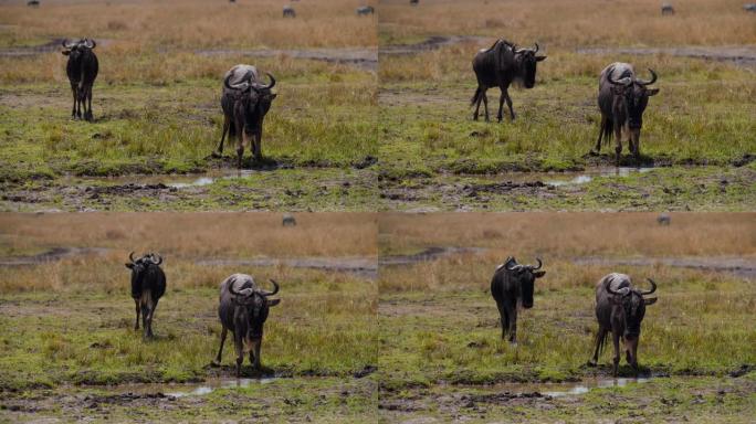 马赛马拉国家保护区草地上的SLO MO牛羚