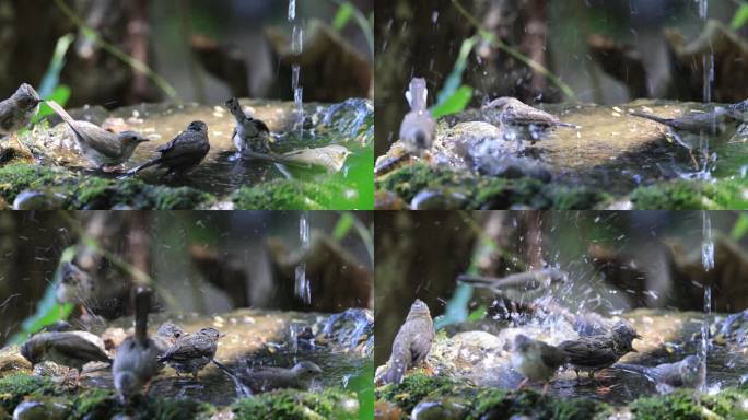 一群小鸟在小水池中洗澡消暑