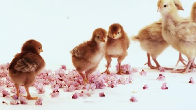 小鸡宝宝-樱花组。