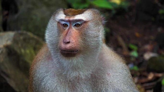 雨林里猴子的搬运工。大脸，灵长类动物的情绪
