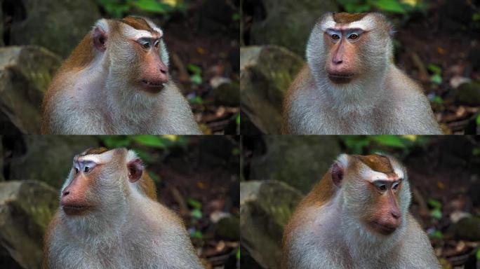 雨林里猴子的搬运工。大脸，灵长类动物的情绪