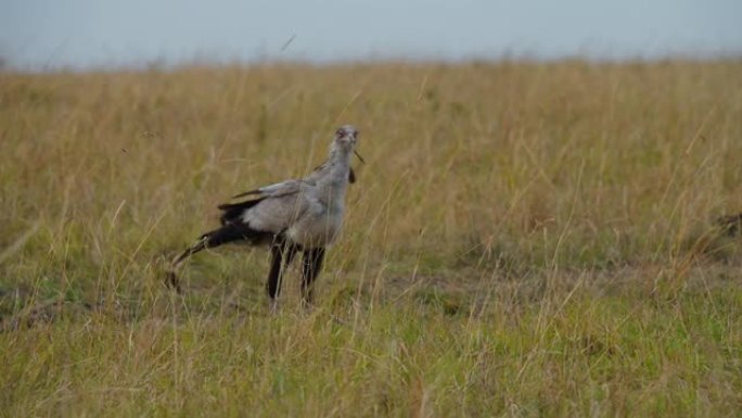 在马赛马拉国家保护区的大草原上行走的鸟的特写