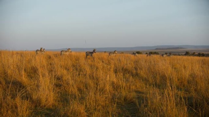 站在野生动物保护区草原上的斑马