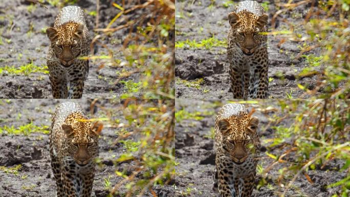 宏伟的豹子在野生动物保护区的草原上行走