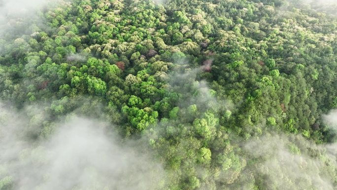 4K大自然风景森林树林流水山水云雾意境