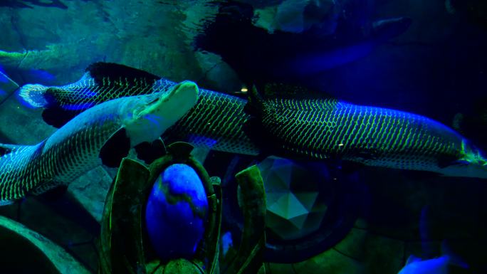 巨骨舌鱼 海洋馆 水族馆 海底世界