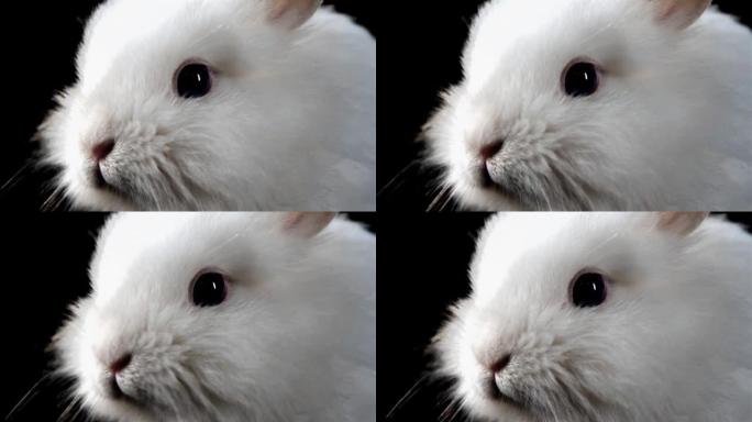 一只兔子的特写镜头。
